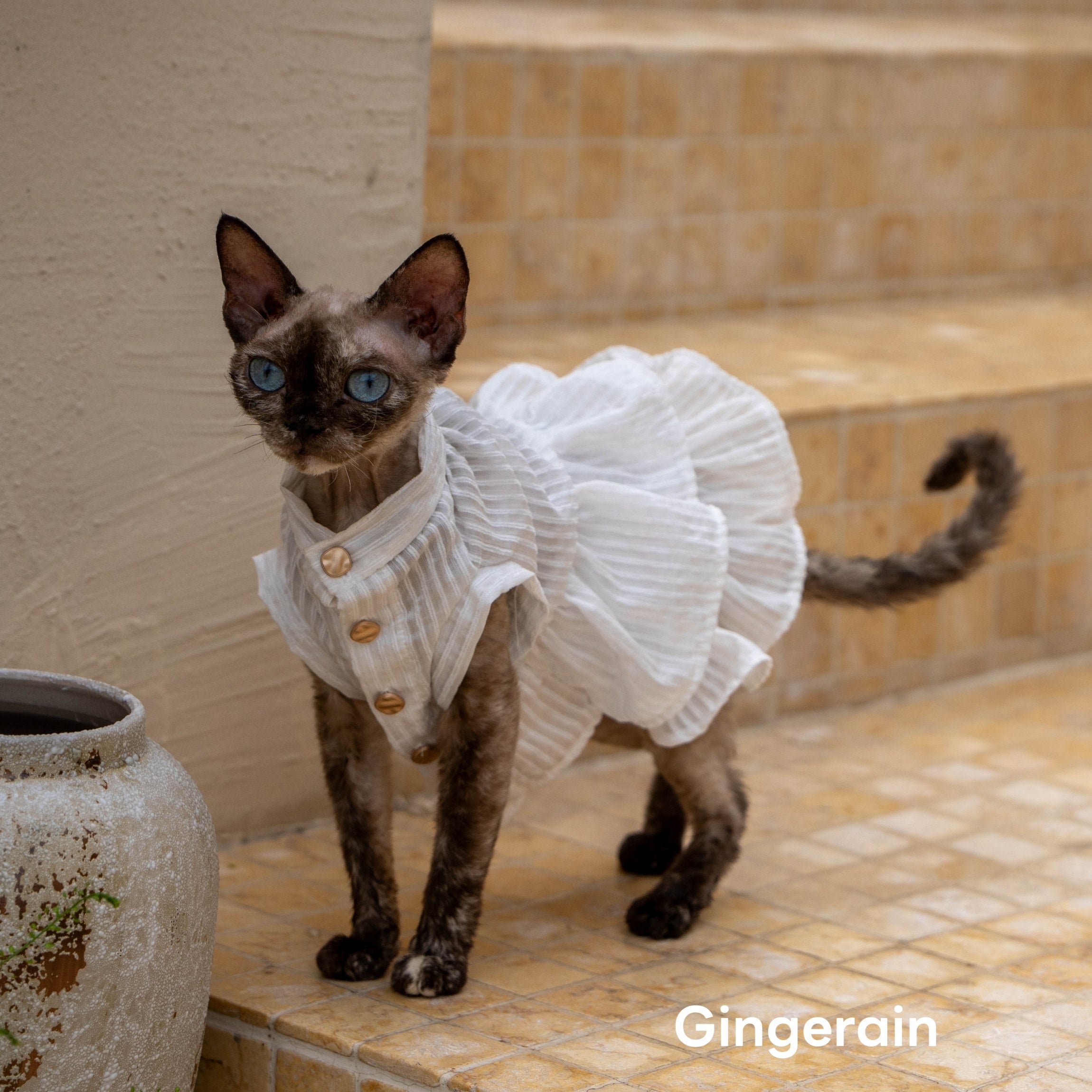 GINGERAIN French Ruffle Shirt Dress for Devon Rex & Sphynx Cats – Pure White – Paws Pet Collective
