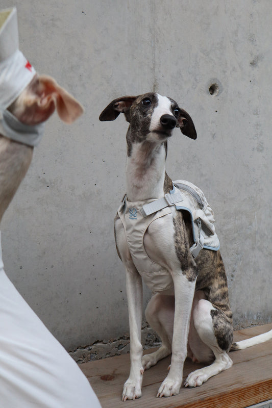 Snuggsoul|Outdoor Small Dog Backpack Harness
