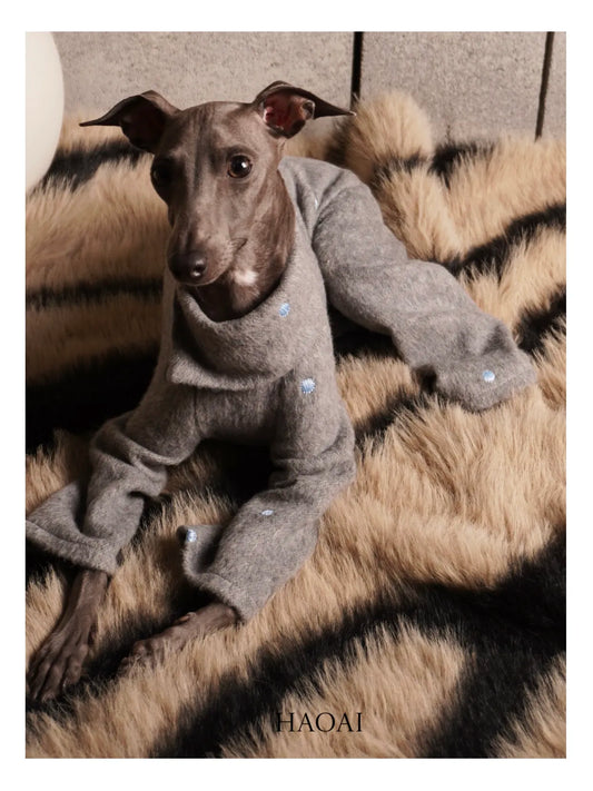 Dog wearing the grey wool four-leg coat on a textured rug