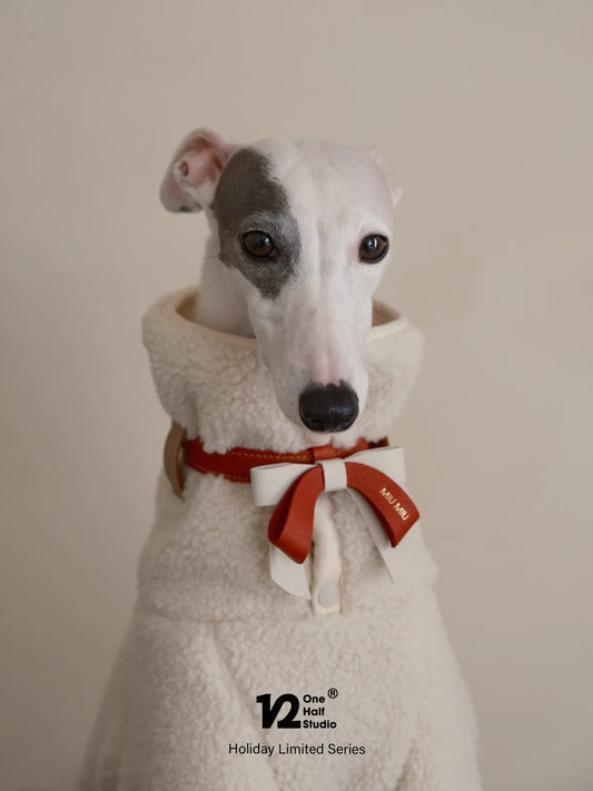 Whippet wearing a red bow collar