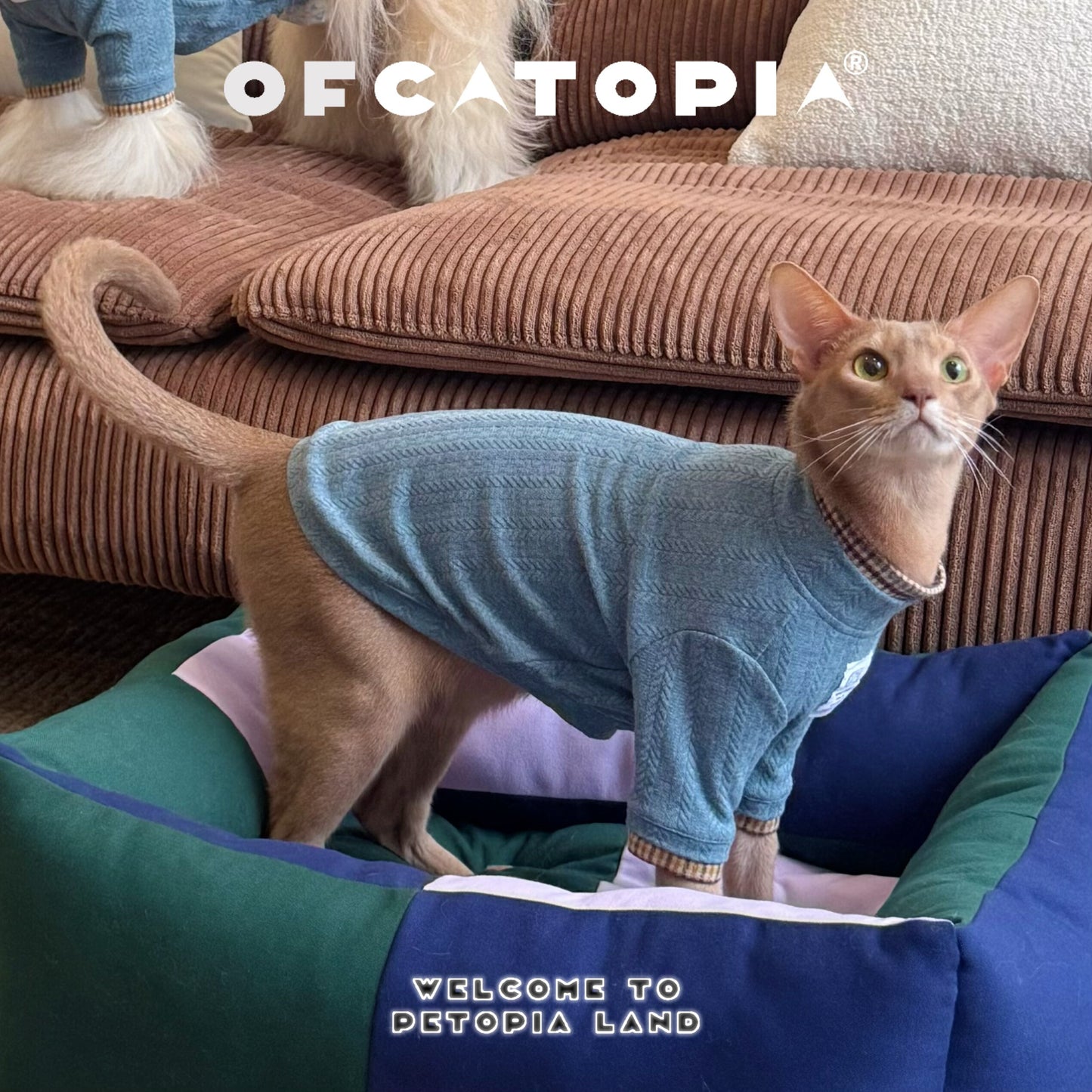 OfCATOPIA Soft Double-Collar Plaid Knit Sweater