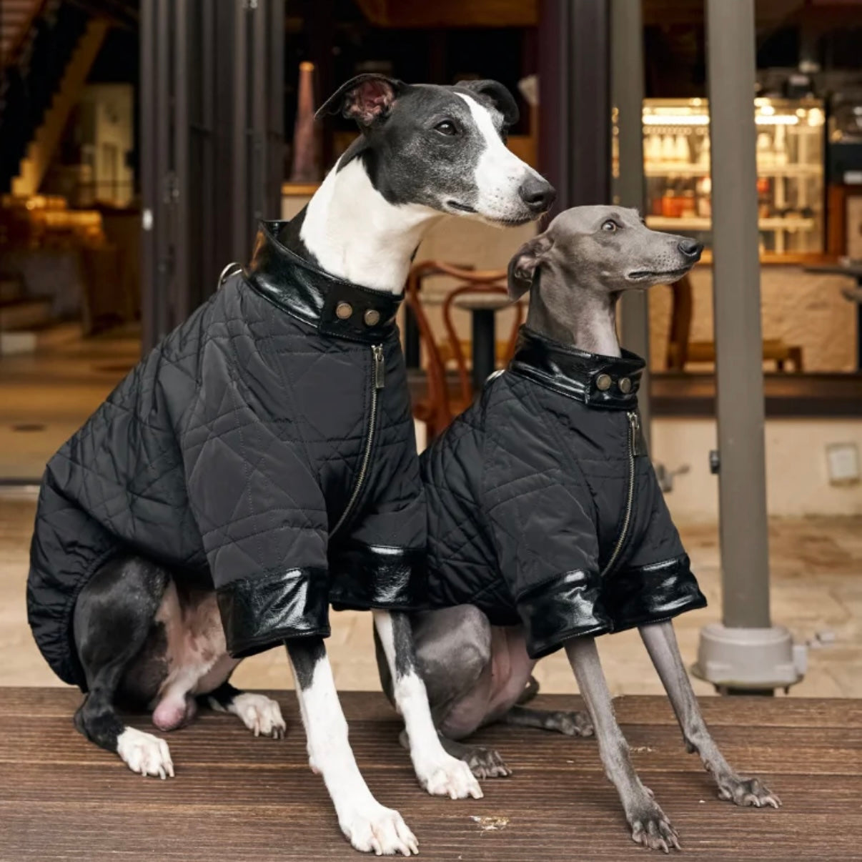 BONDIR Utility Leather-Trim Dog Jacket