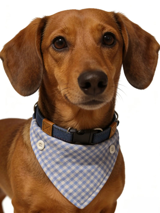 Four-Way Dachshund Bandana Collar