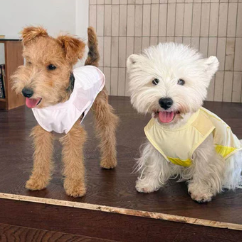 Small Medium Dogs