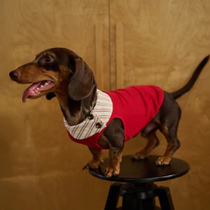 Dachshund