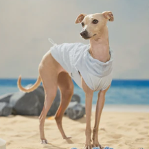 Shop All Dog Clothing