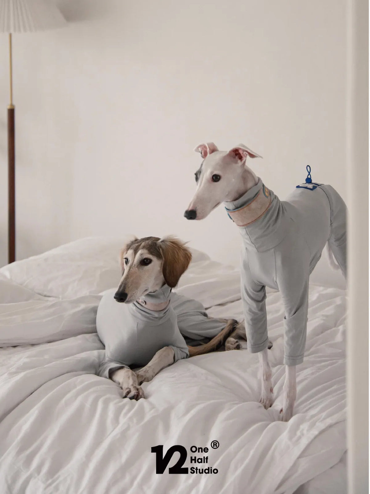Two whippets in grey four-leg sun suits resting on a bed