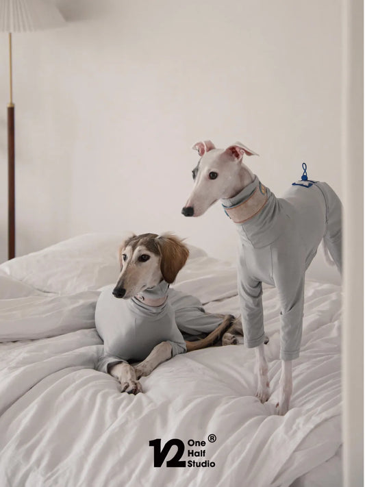 Two whippets in grey four-leg sun suits resting on a bed