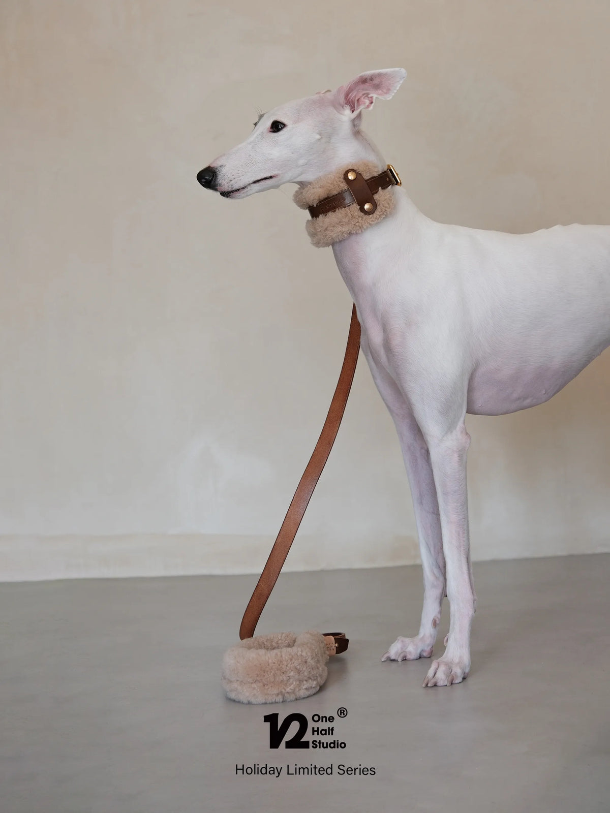 Whippet wearing a sherpa collar with a leather leash