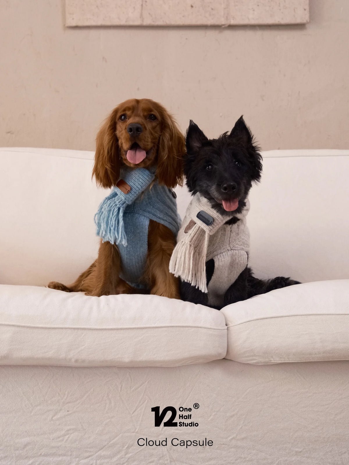 Two dogs in blue and cream knit scarves on a sofa
