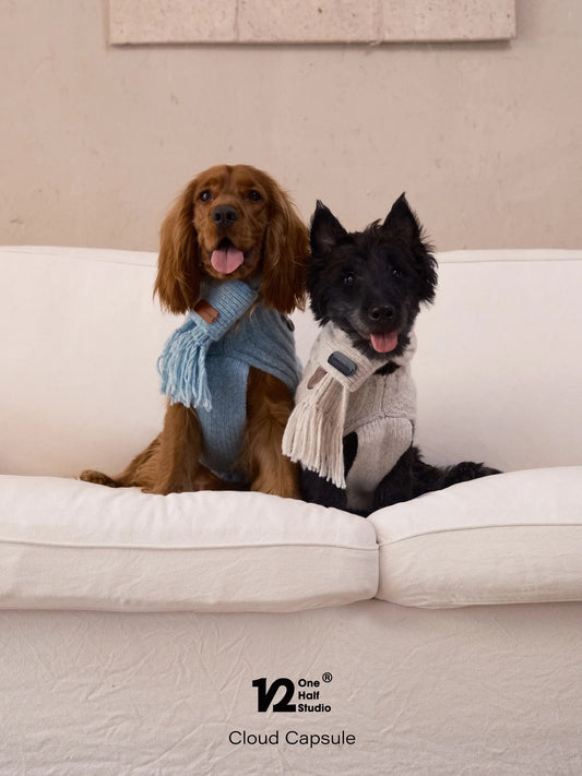 Two dogs in blue and cream knit scarves on a sofa
