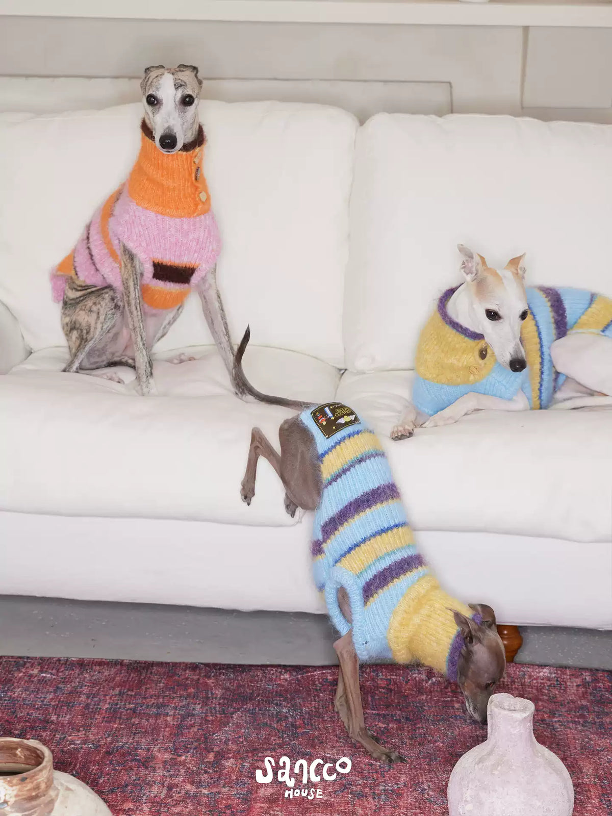 Three whippets on a white sofa and rug wearing striped knit vests in orange, pink, yellow, blue and purple