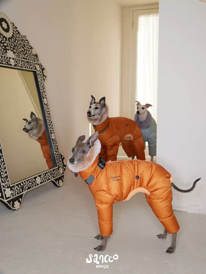 Two whippets indoors in orange and pale blue four-leg down coats, one posing in front of an ornate mirror
