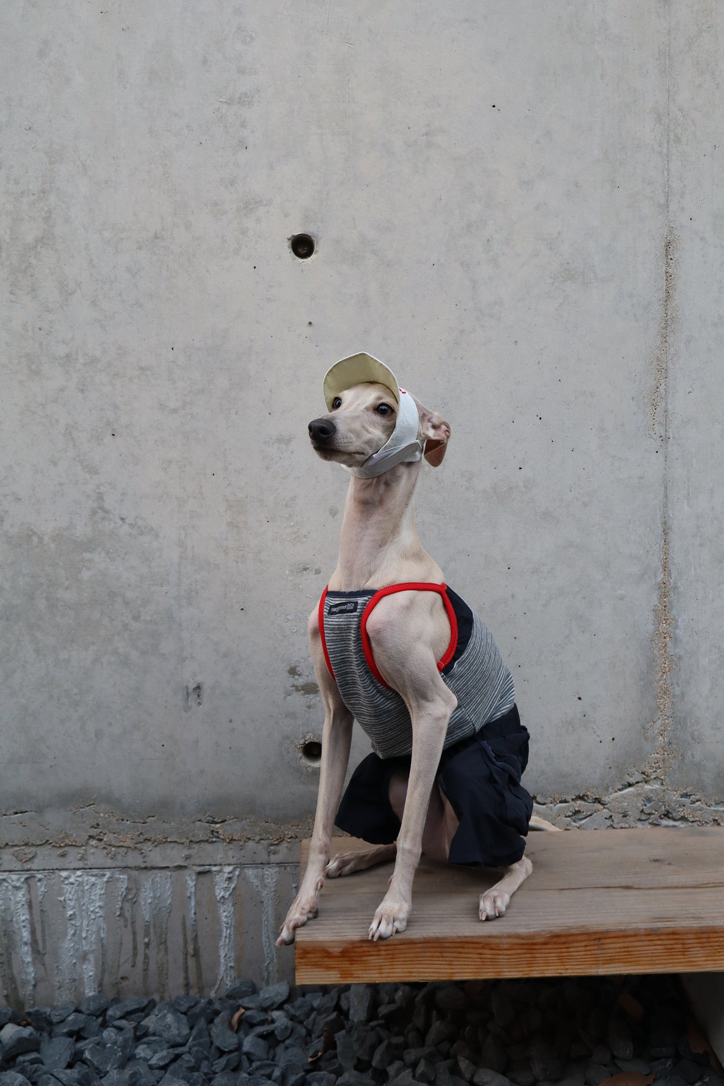 Dog Romper Outfit