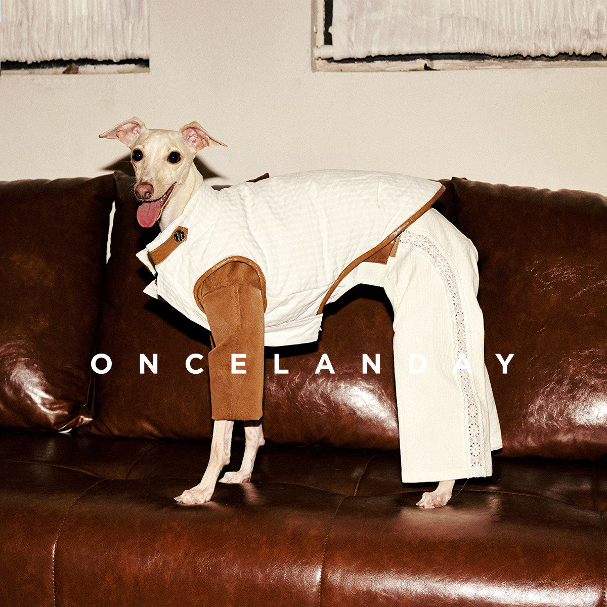 Colorblock Padded Winter Dog Vest