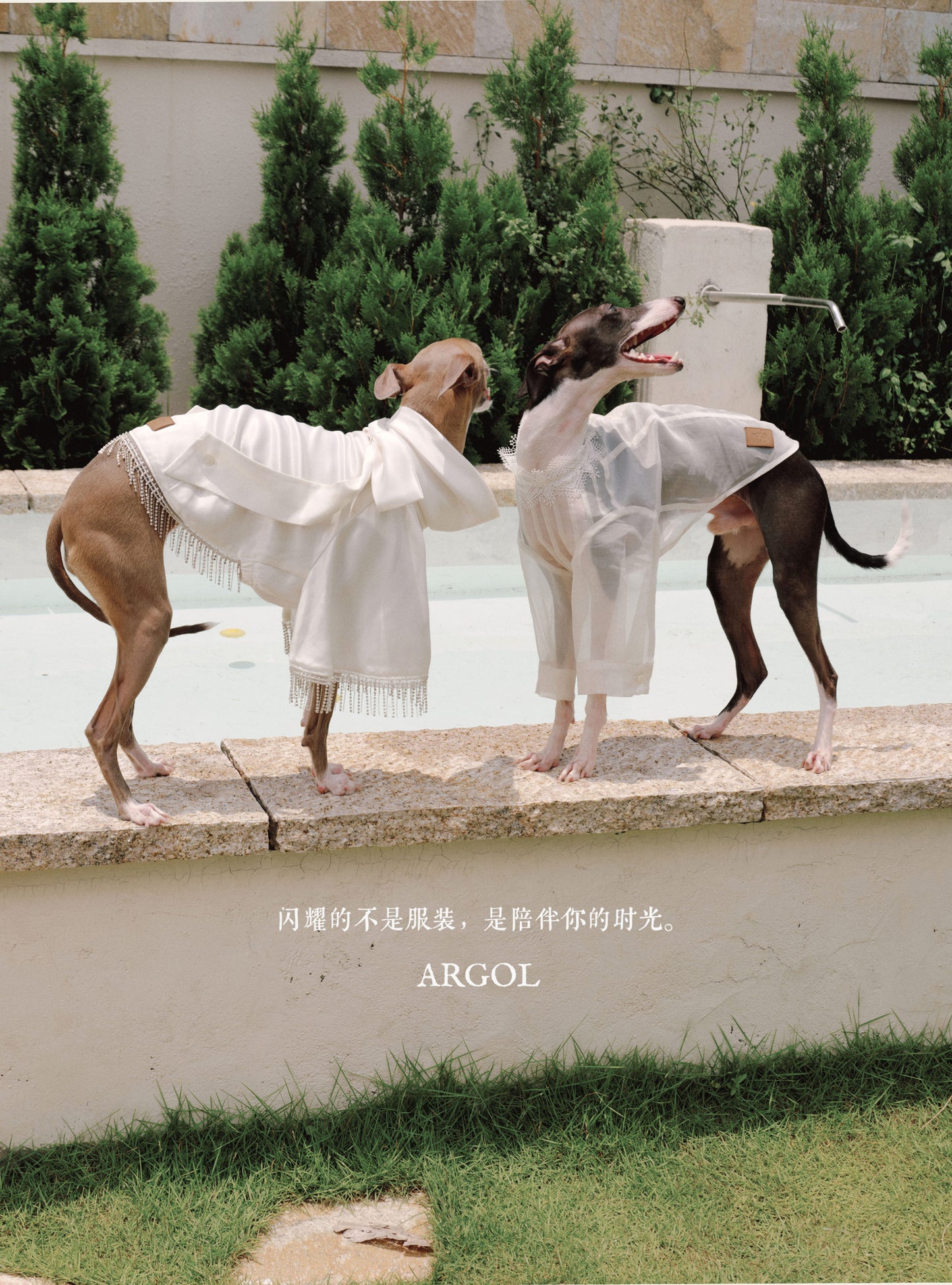 Silk Dog Resort Shirt