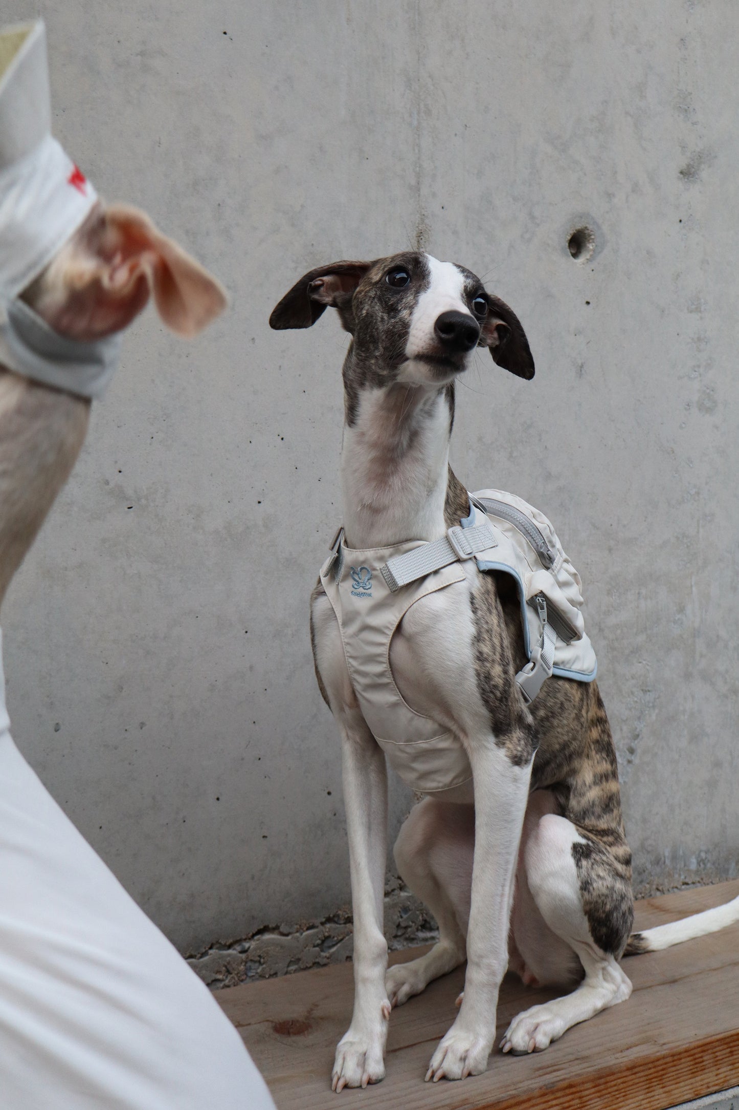Outdoor Small Dog Harness Backpack