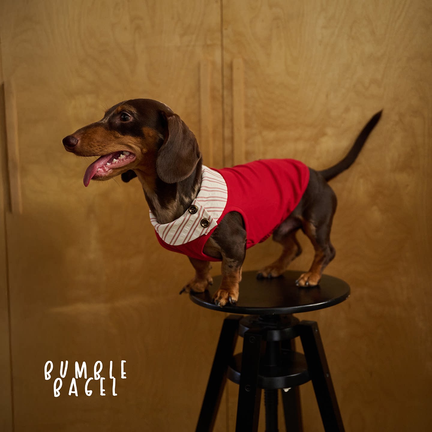 Bumble Bagel Kent Raspberry Striped Collar Dog Shirt