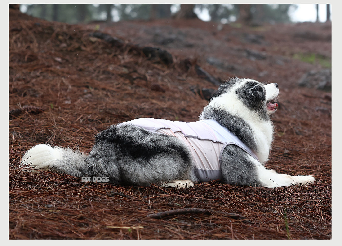 Cooling UV Protection Dog Vest