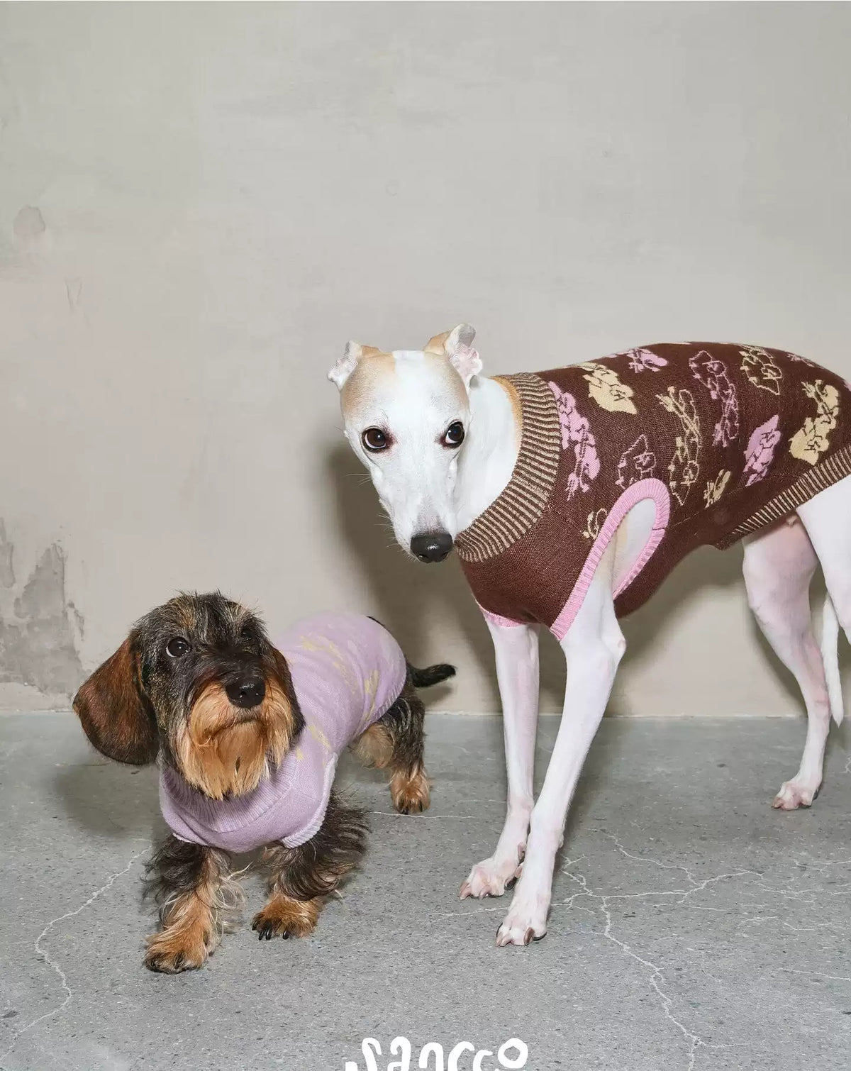 Whippet wearing the brown vest and a wirehaired dachshund wearing the lilac one, photographed side by side against bare plaster