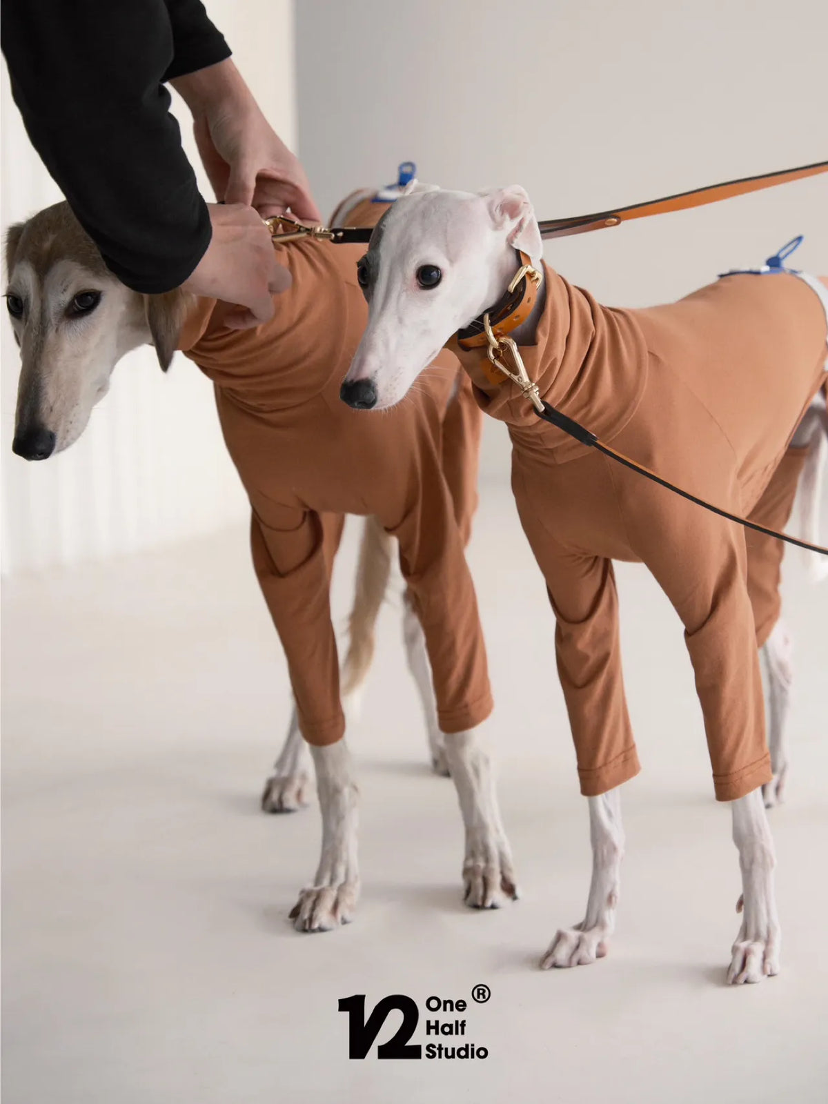 Sighthound in an amber brown four-leg suit on a lead