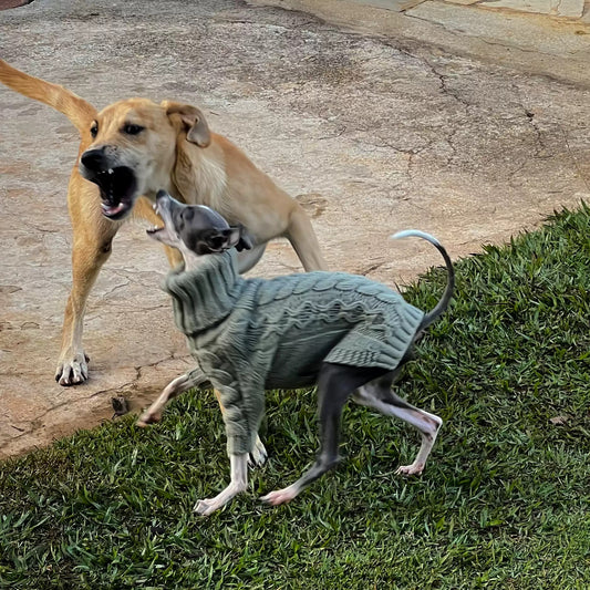 Sage Green Cable Knit Dog Sweater photo 2