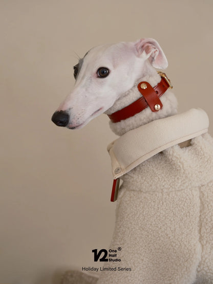 Whippet wearing a red sherpa collar