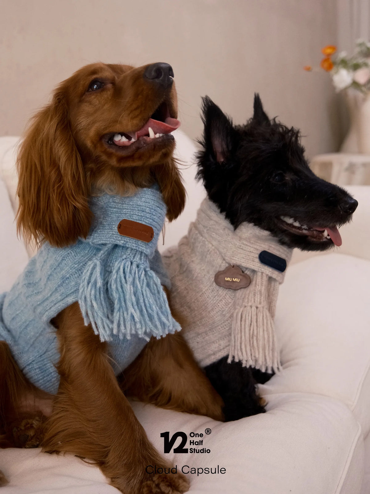 Cocker spaniel in a blue knit scarf with tassels