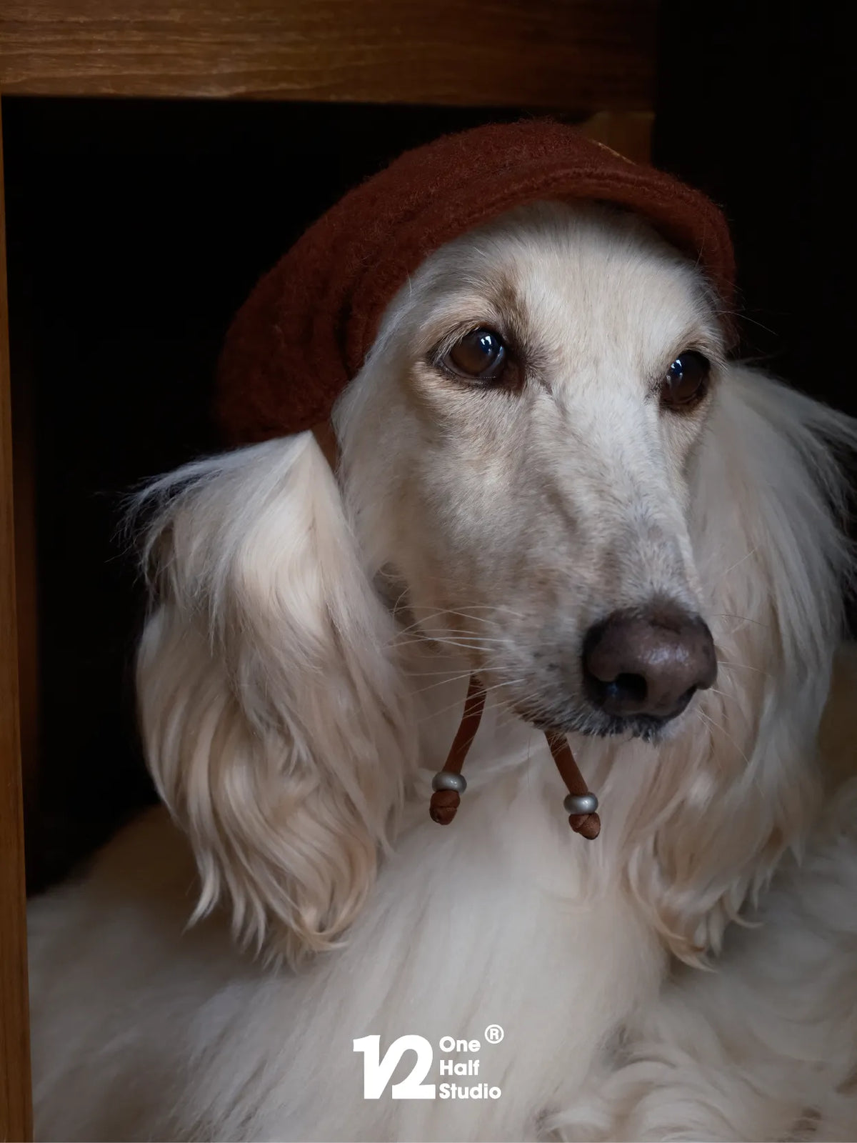 Afghan hound wearing a red newsboy cap