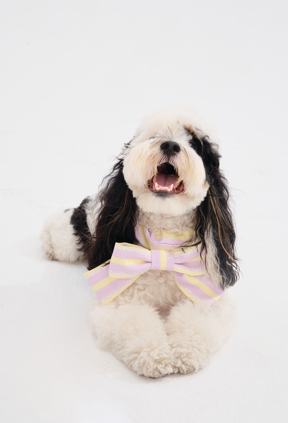 Bow Pet Bandana Collar