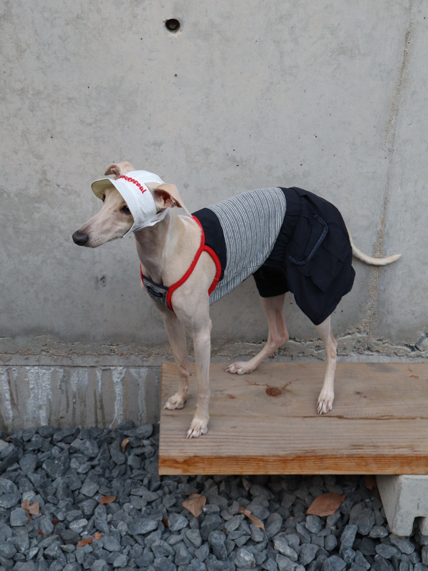 Dog Romper Outfit