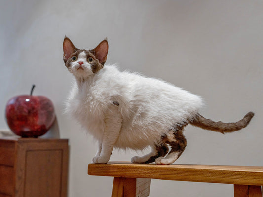 Faux Fur Cat Winter Vest Coat