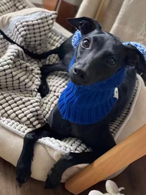 Hand-Knit Yarn Dog Hat for Italian Greyhound Whippet