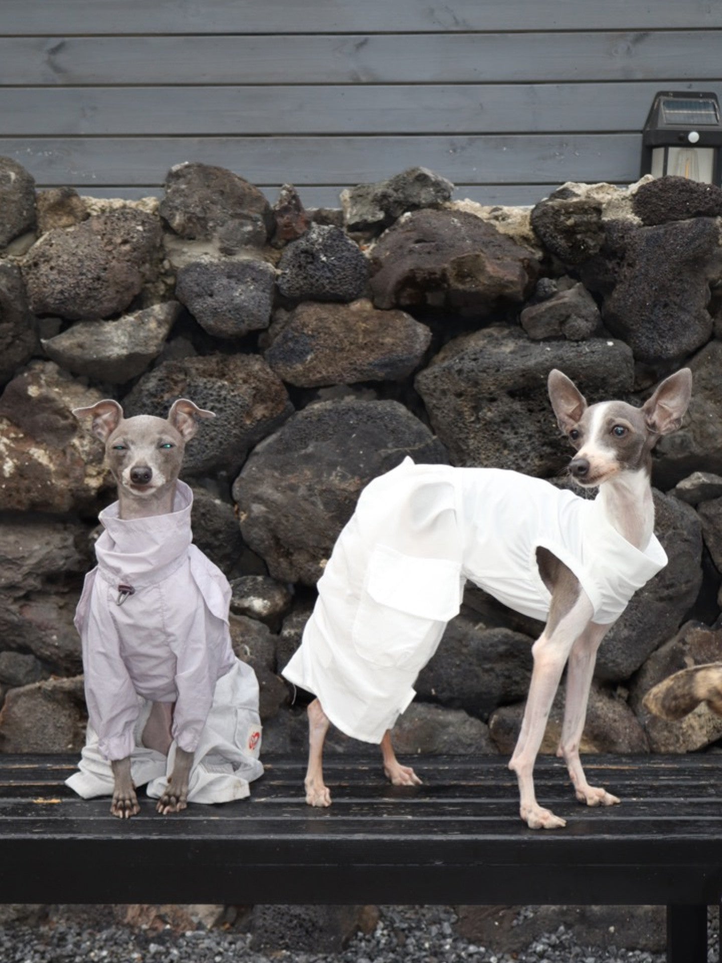 Summer Dog Cooling Shirt for Whippet