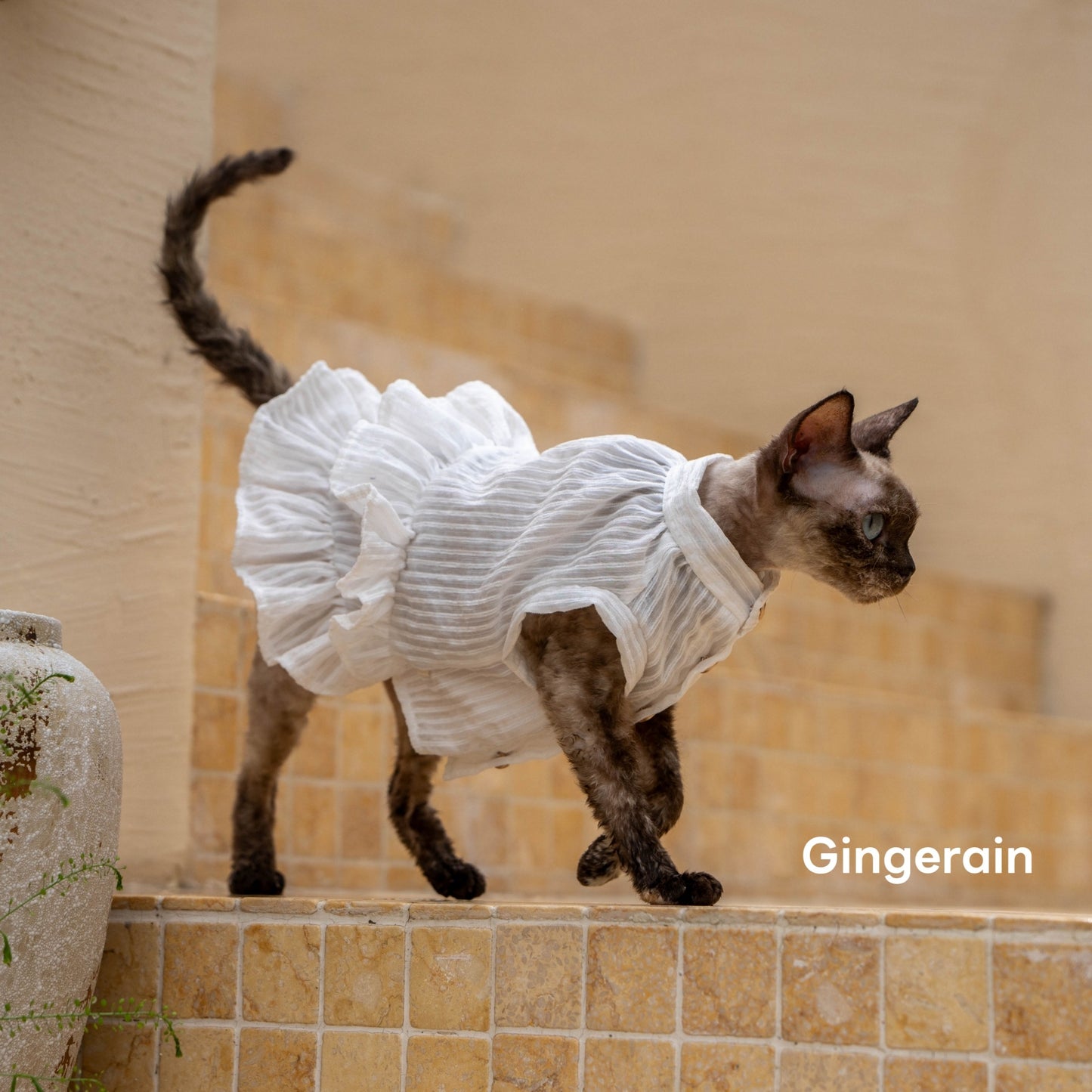 GINGERAIN French Ruffle Shirt Dress for Cats