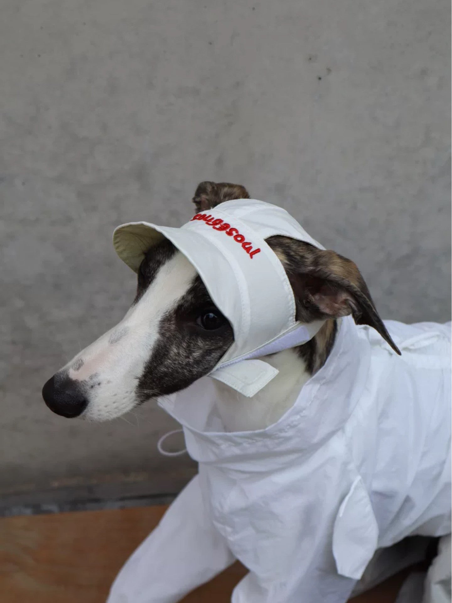 Reversible Embroidered Pet Hat