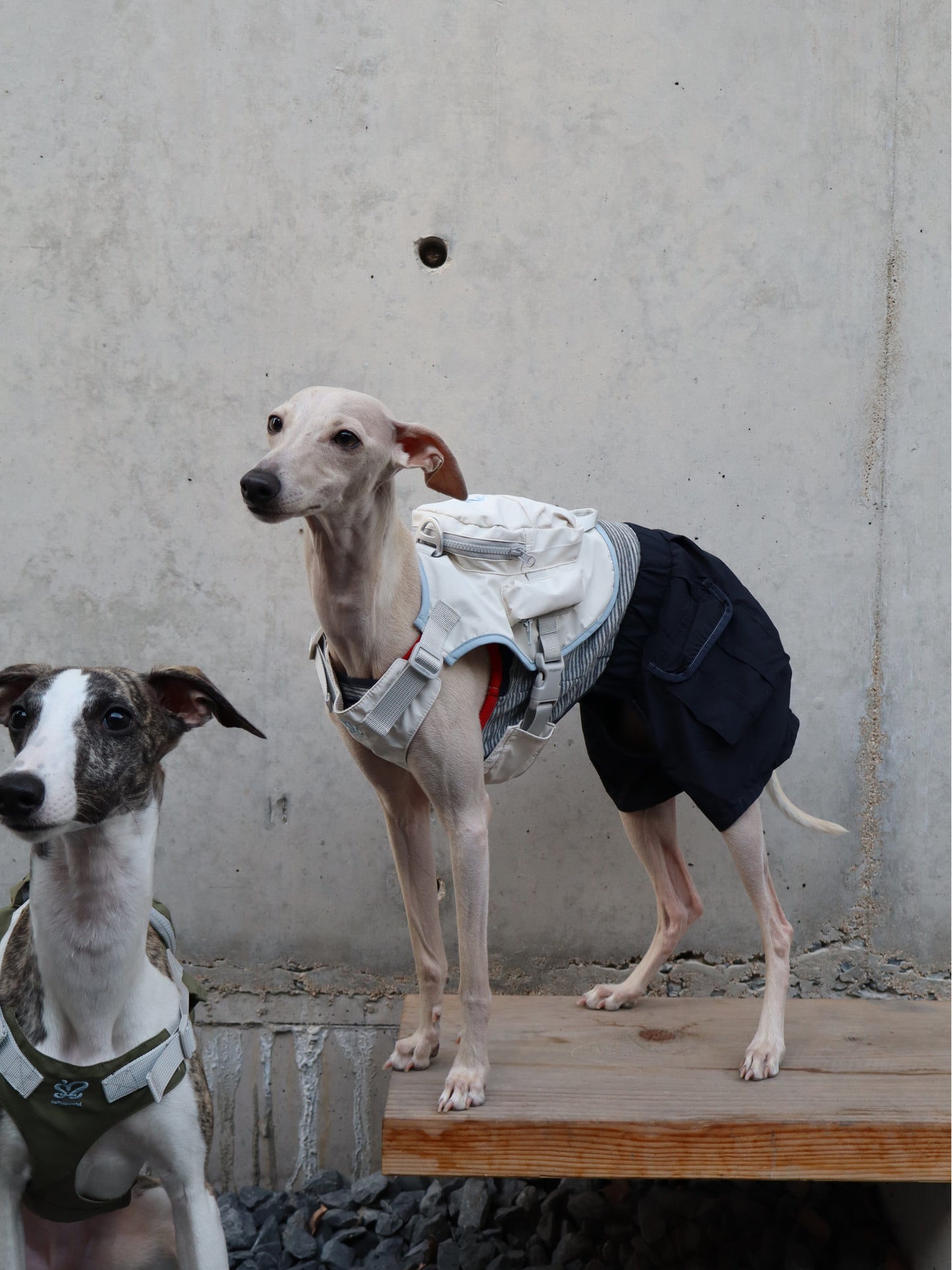 Outdoor Small Dog Harness Backpack