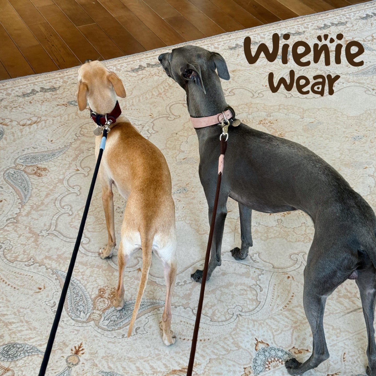 wienie wear Colorful Anti-Shock Leash