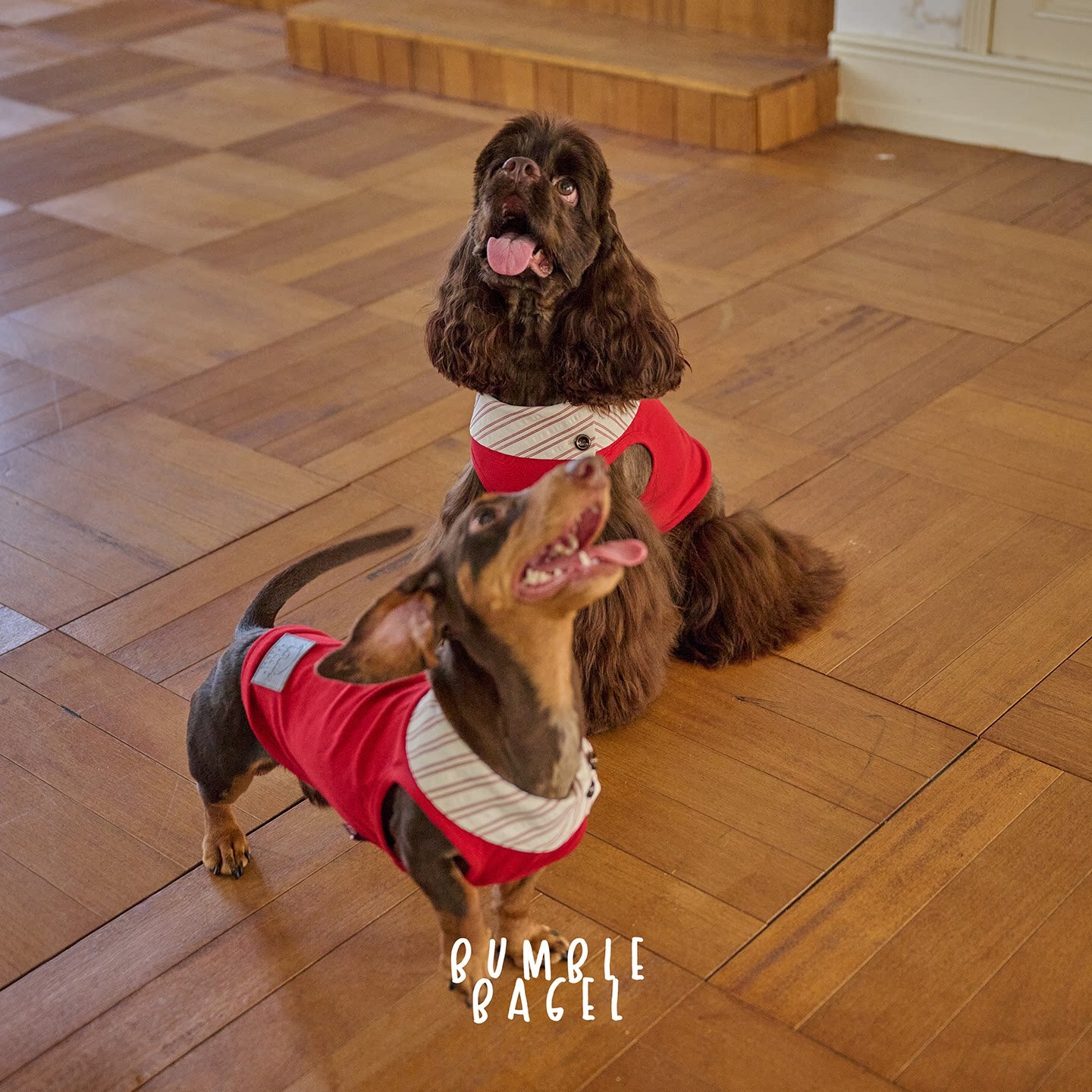 Bumble Bagel Kent Raspberry Striped Collar Dog Shirt
