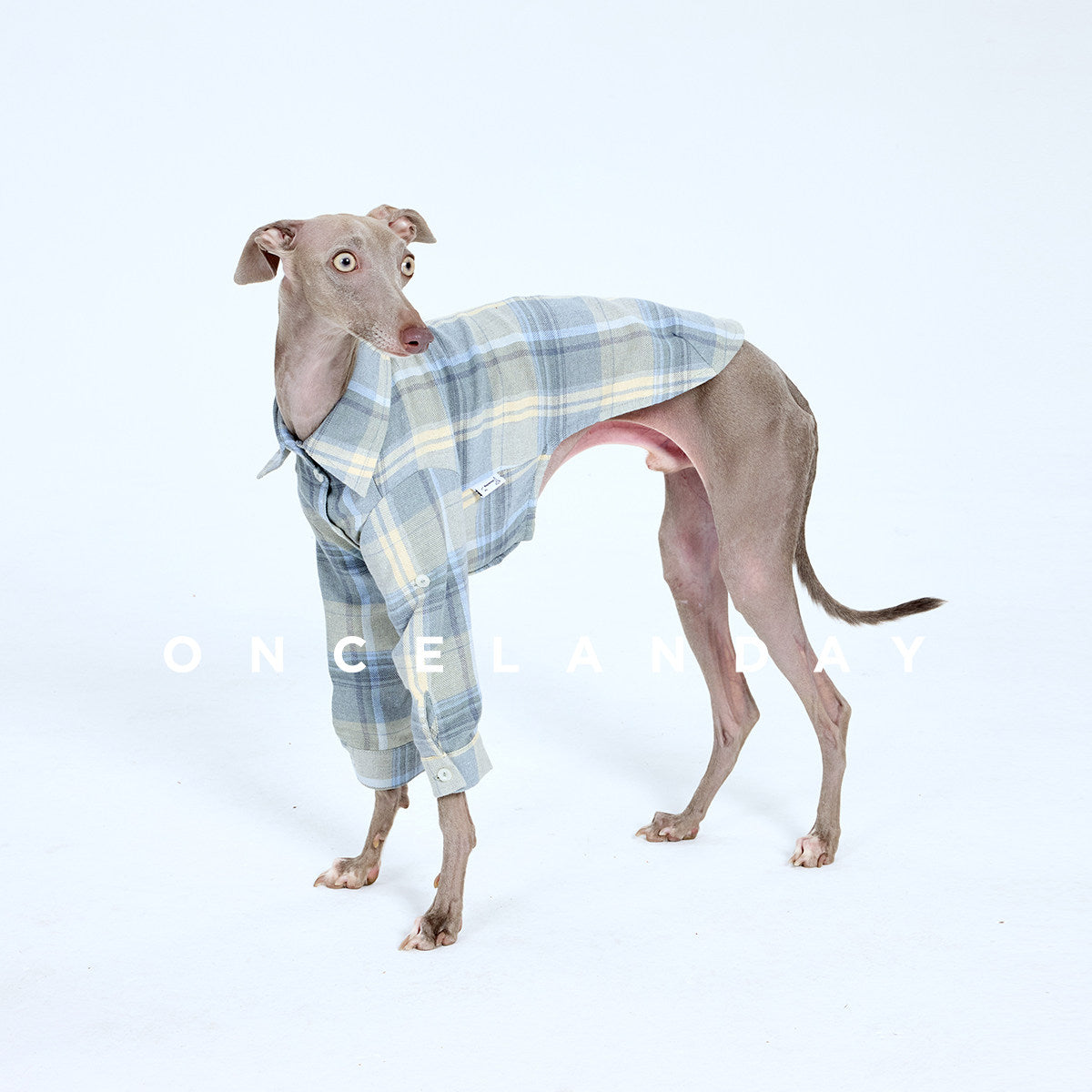 ONCELANDAY Fall Plaid Quote Shirt for Whippets