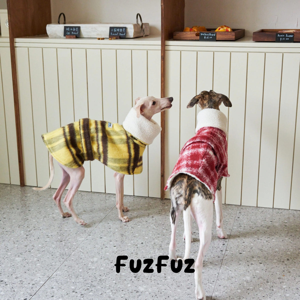 Two small sighthounds wearing the yellow and red plaid capes