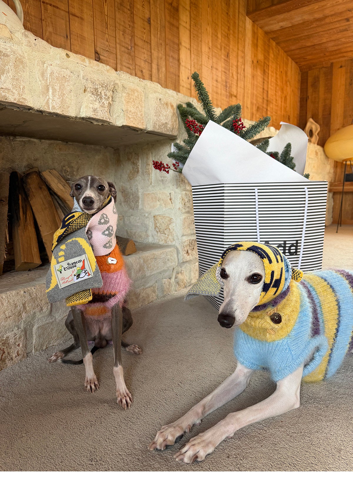 Two whippets indoors, one wearing the pet scarf wrapped over its ears