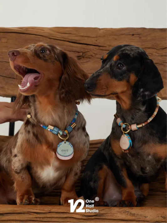 Two dachshunds wearing beaded collars with engraved tags
