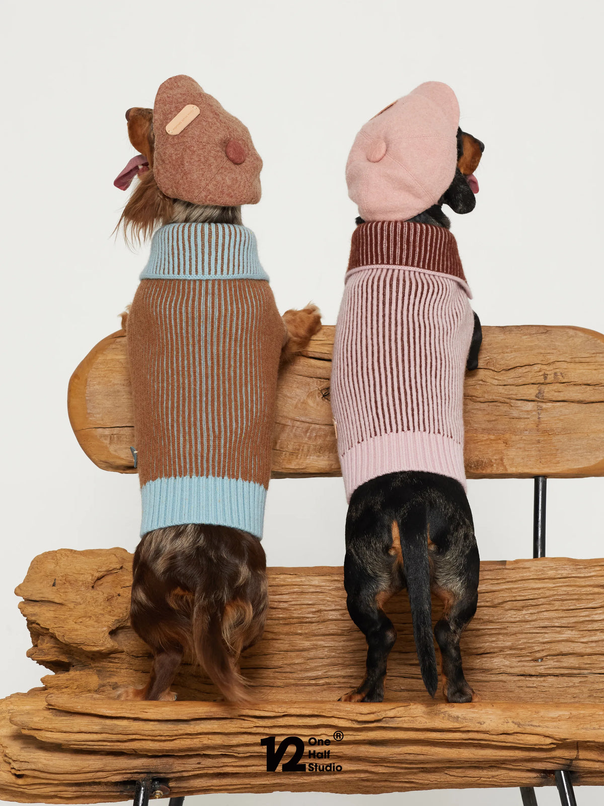 Two dogs in caps and matching knit sweaters