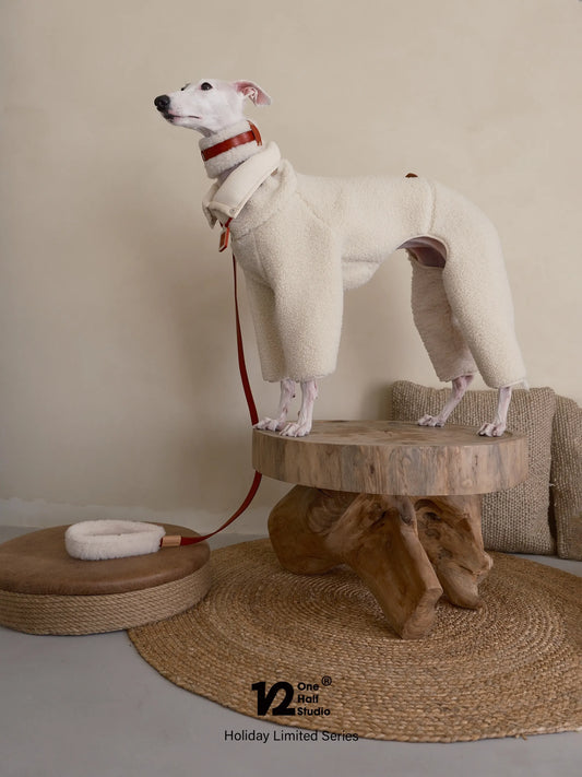 Whippet in a sherpa coat with a red collar and leash