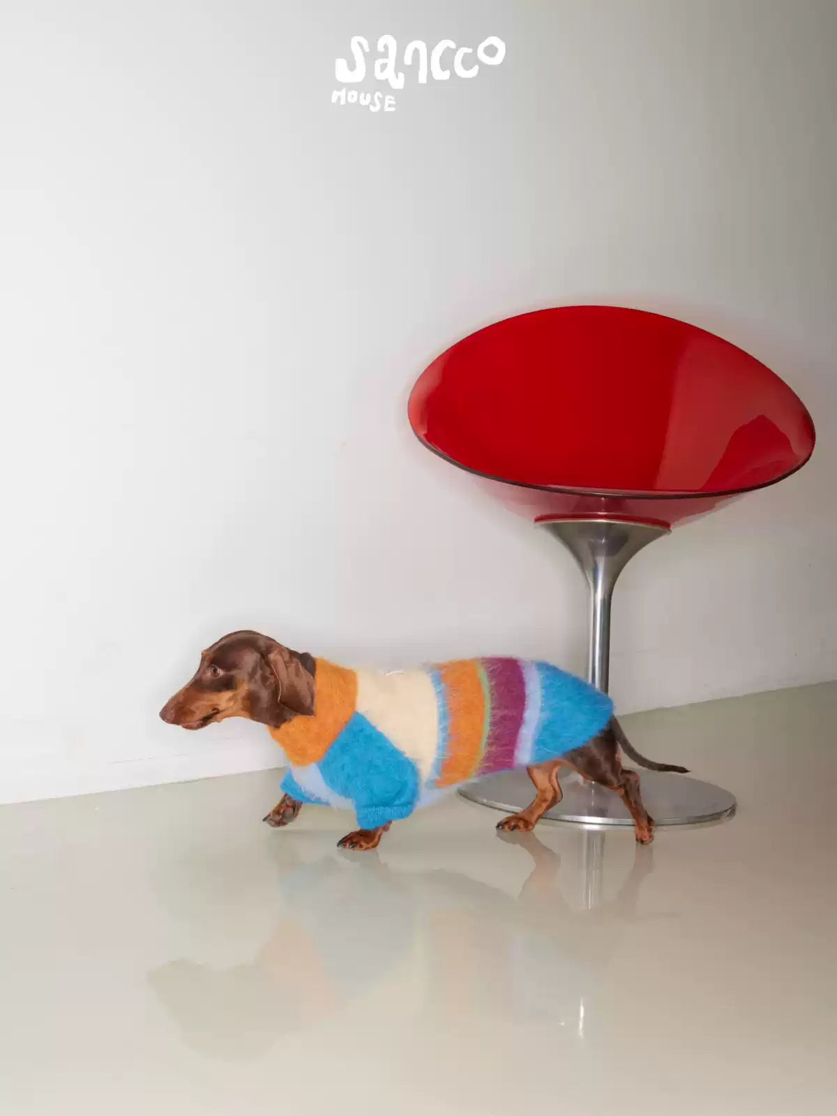 Dachshund in a striped sweater beside a red lamp