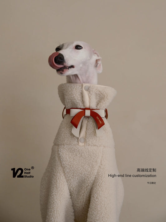 Whippet in a red bow collar, front view