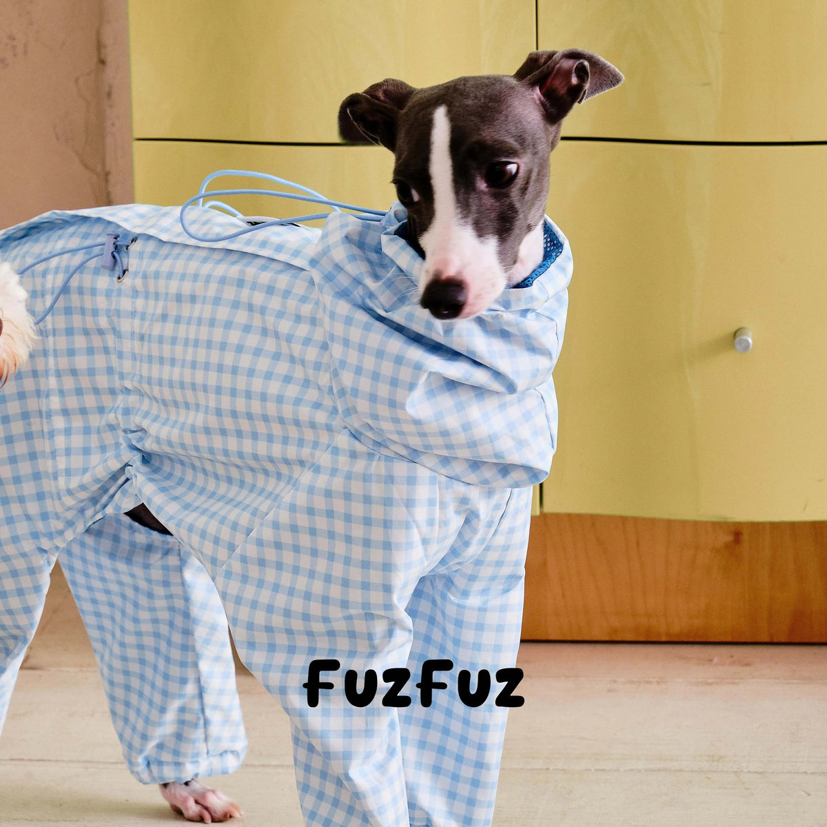 Blue white plaid windbreaker on a standing dog