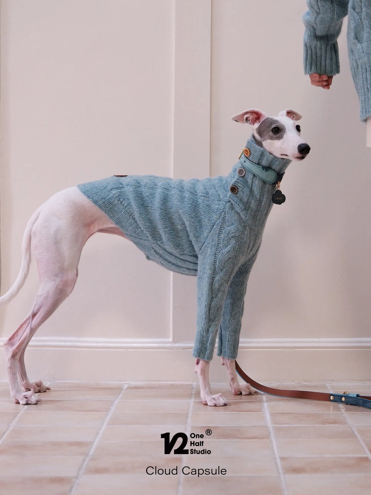 Whippet in a turquoise blue two-leg knit sweater