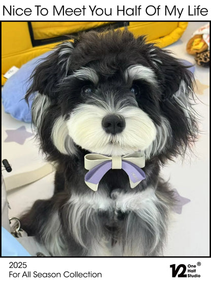 Schnauzer wearing a lavender bow collar
